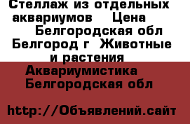 Стеллаж из отдельных 8 аквариумов. › Цена ­ 28 000 - Белгородская обл., Белгород г. Животные и растения » Аквариумистика   . Белгородская обл.